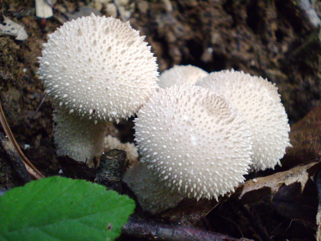 da determinare (bianco)